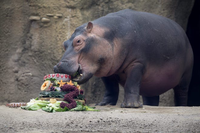 Fiona, shown here enjoying a birthday cake, is a favorite at the Cincinncati Zoo & Botanical Garden.